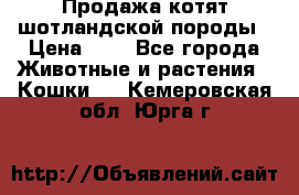 Продажа котят шотландской породы › Цена ­ - - Все города Животные и растения » Кошки   . Кемеровская обл.,Юрга г.